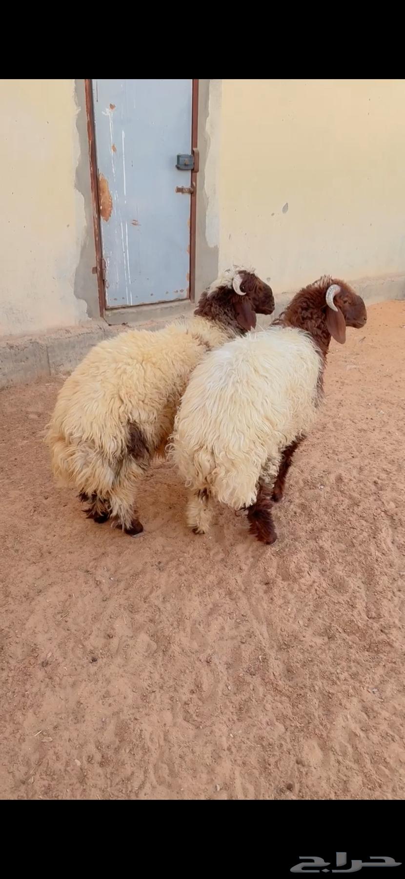 طليان نعيم الريآض حي الشفآء آي مكان نوصل فيه ذبح باقي آثنين64590002596609110