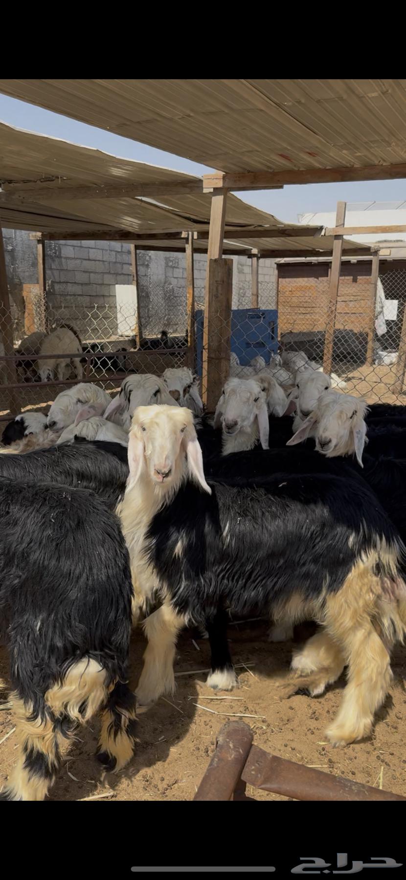 خرفان ورخال نجدي فل نظيف64590494182531110