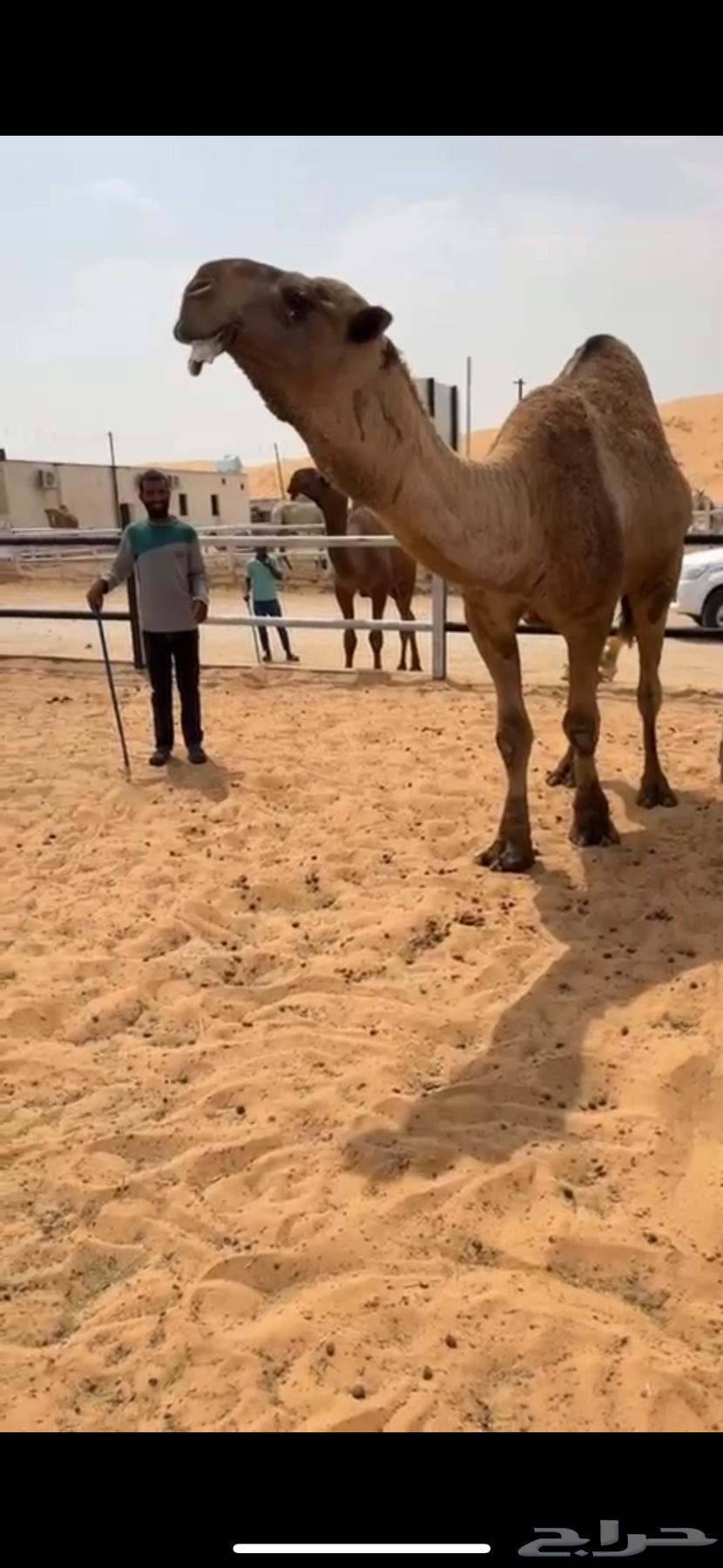 For sale, the capable camel of Al-Oni64593460360065111