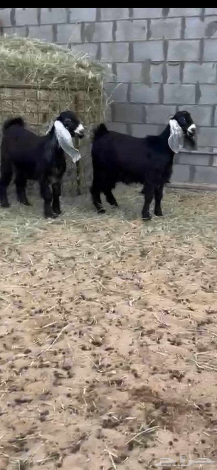 معزى عارضيه للبيع بالاحساء64589841982081110