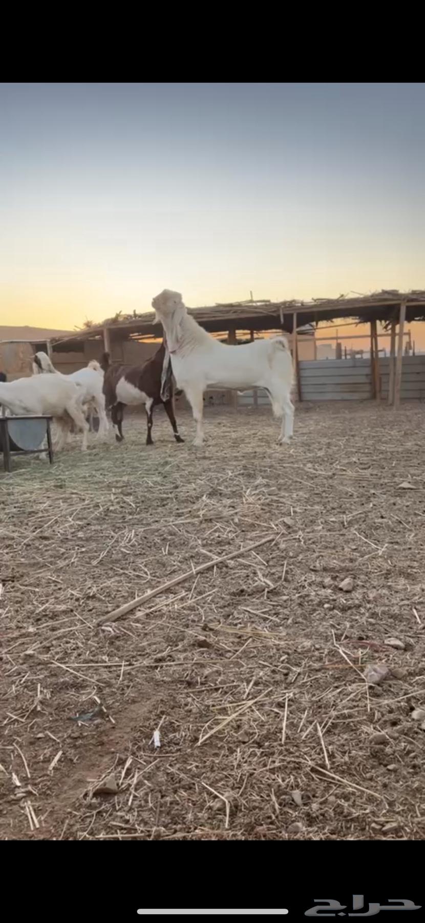 تيس ابرص ابيض64596365856001111