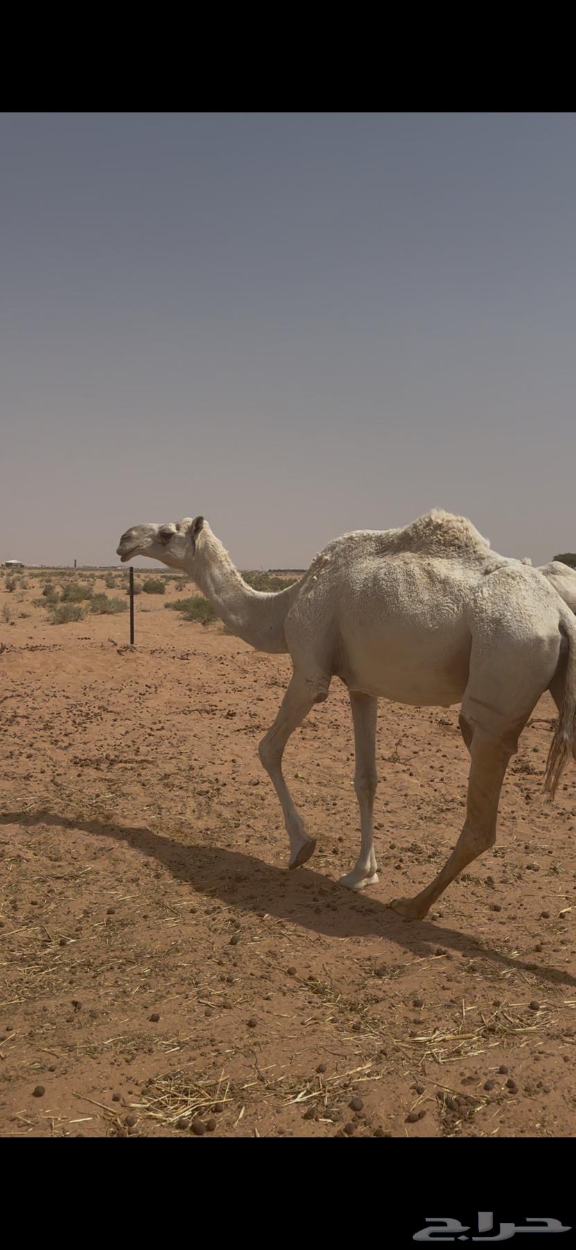 ناقه لقحه على فحل منتج64590533456515110