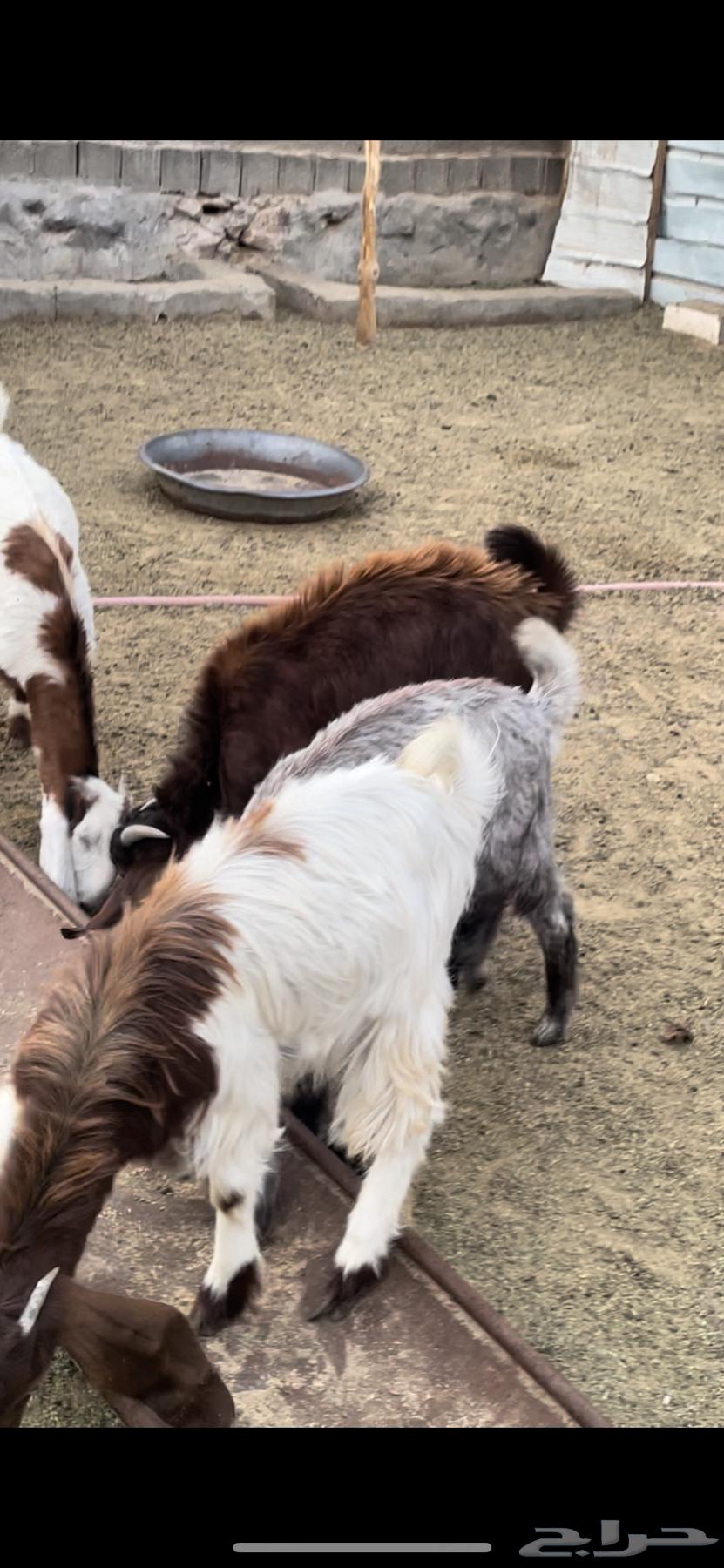 معزا دفيع للبيع64590202301057111