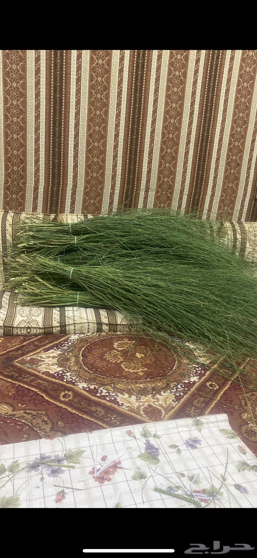 Marakh from Jazan64591791864578113