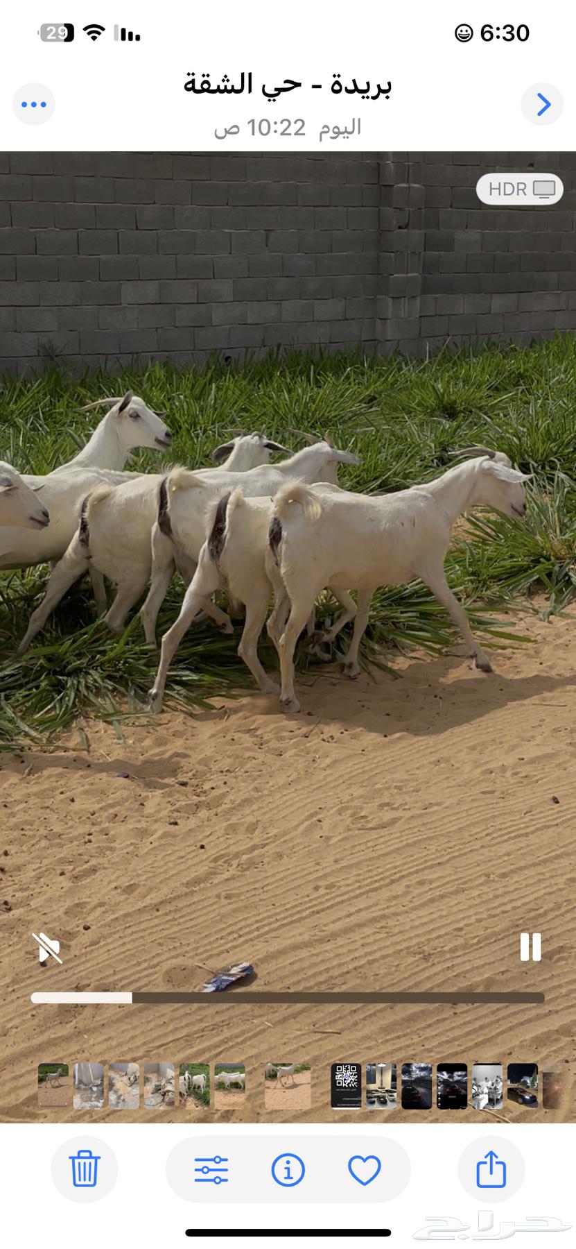 معزا بيشيه فاخره دفيع64591406881281111