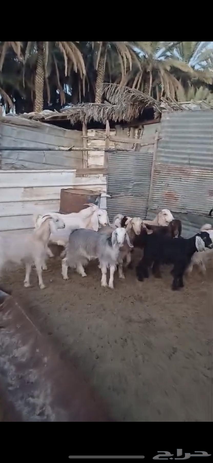 معزا دفيع للبيع64590202301057113