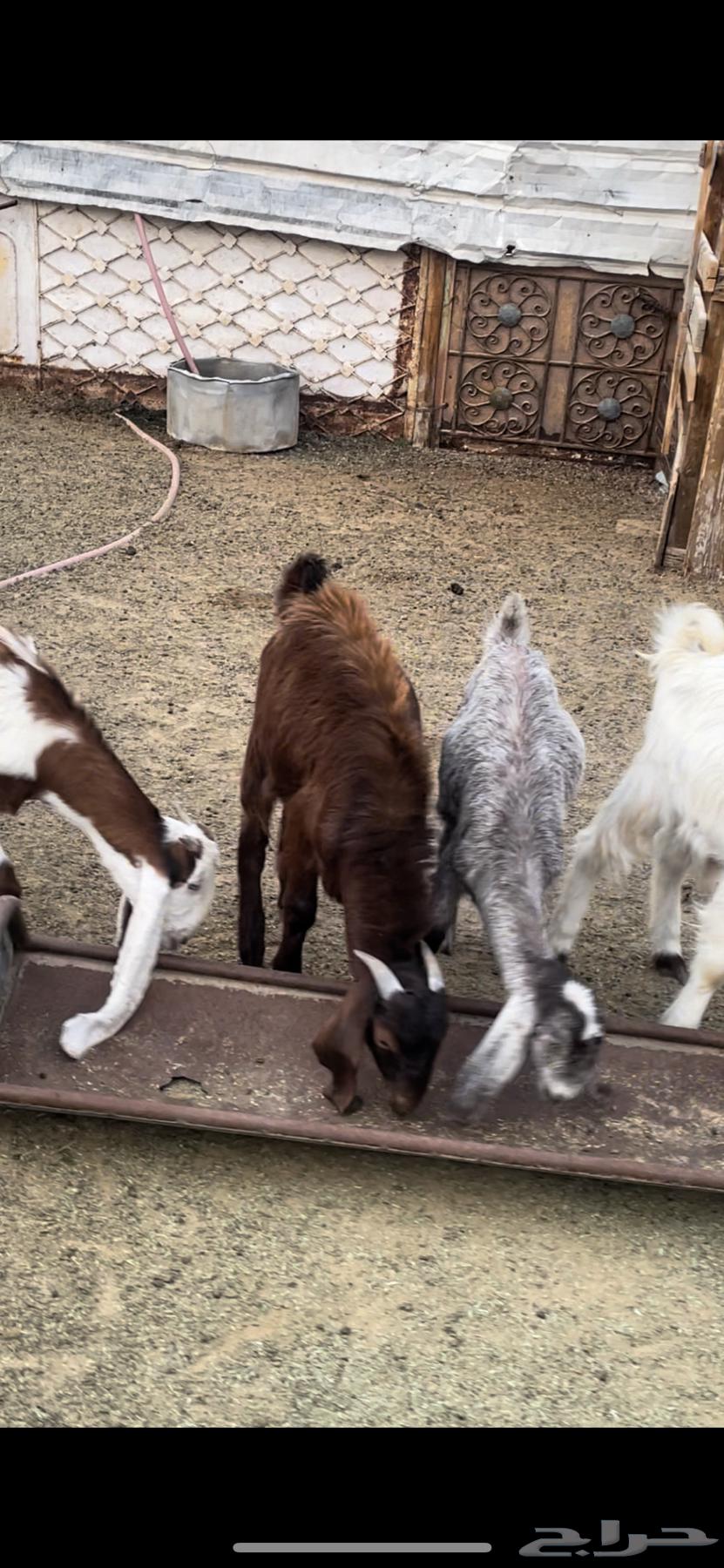 معزا دفيع للبيع64590202301057112