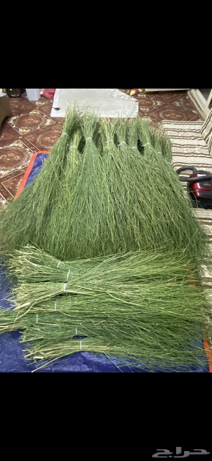 Marakh from Jazan64591791864578110