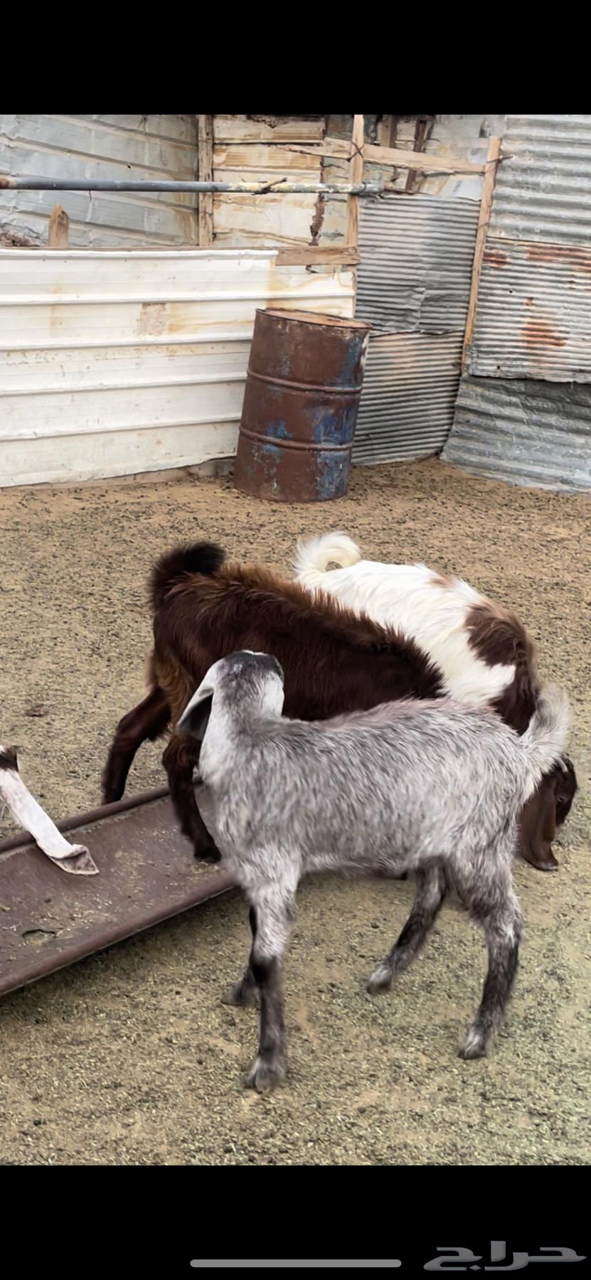 معزا دفيع للبيع64590202301057110