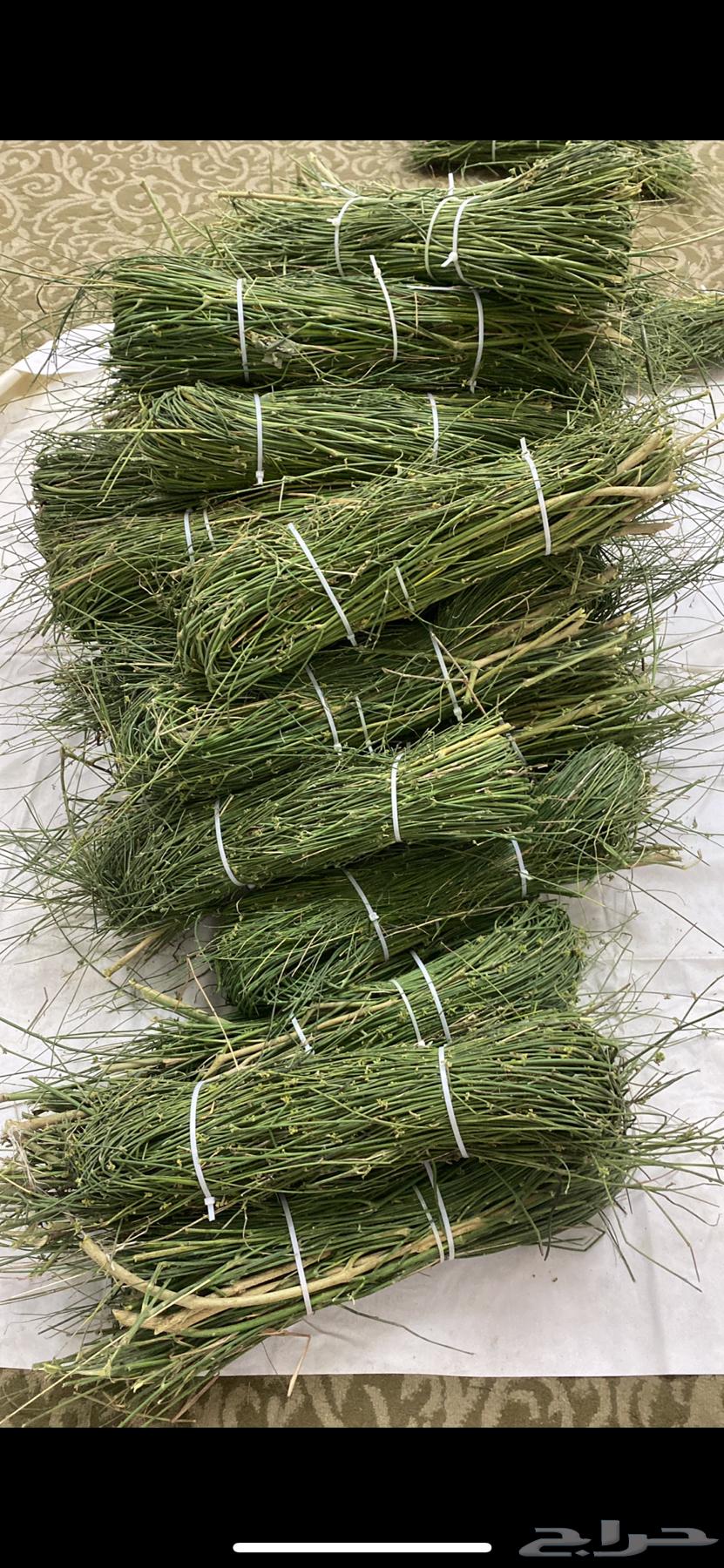 Marakh from Jazan64591791864578112