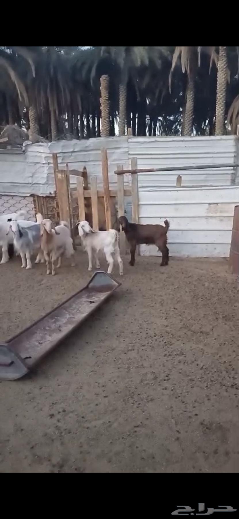 معزا دفيع للبيع64590202301057114