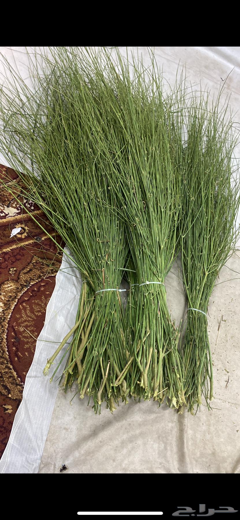 Marakh from Jazan64591791864578111