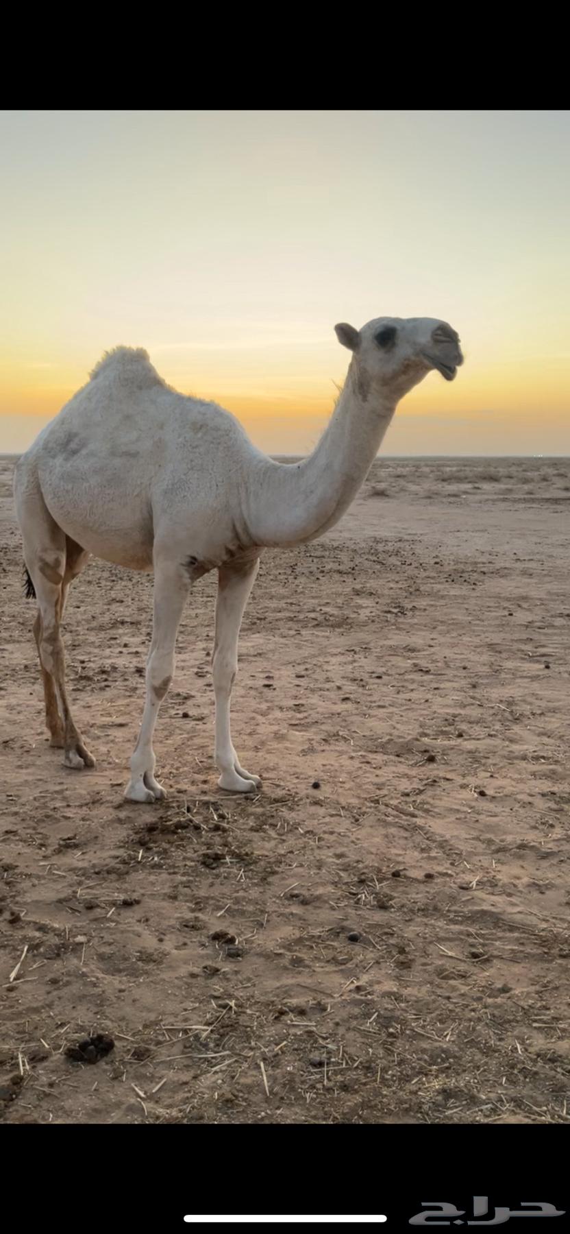 Pomegranate ewe, bright and good, stretched out64592553040385110