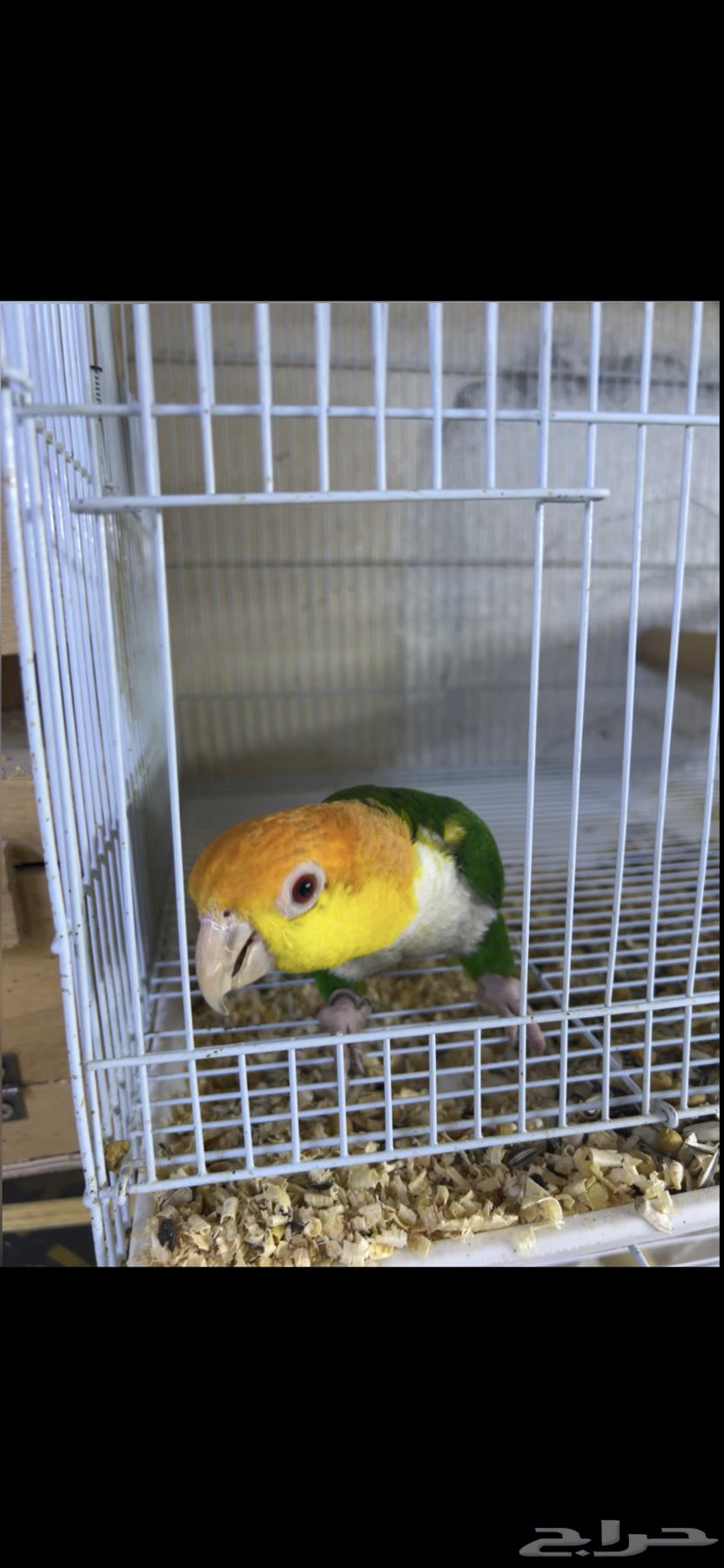 كايك قرين ثاي64590077604738110