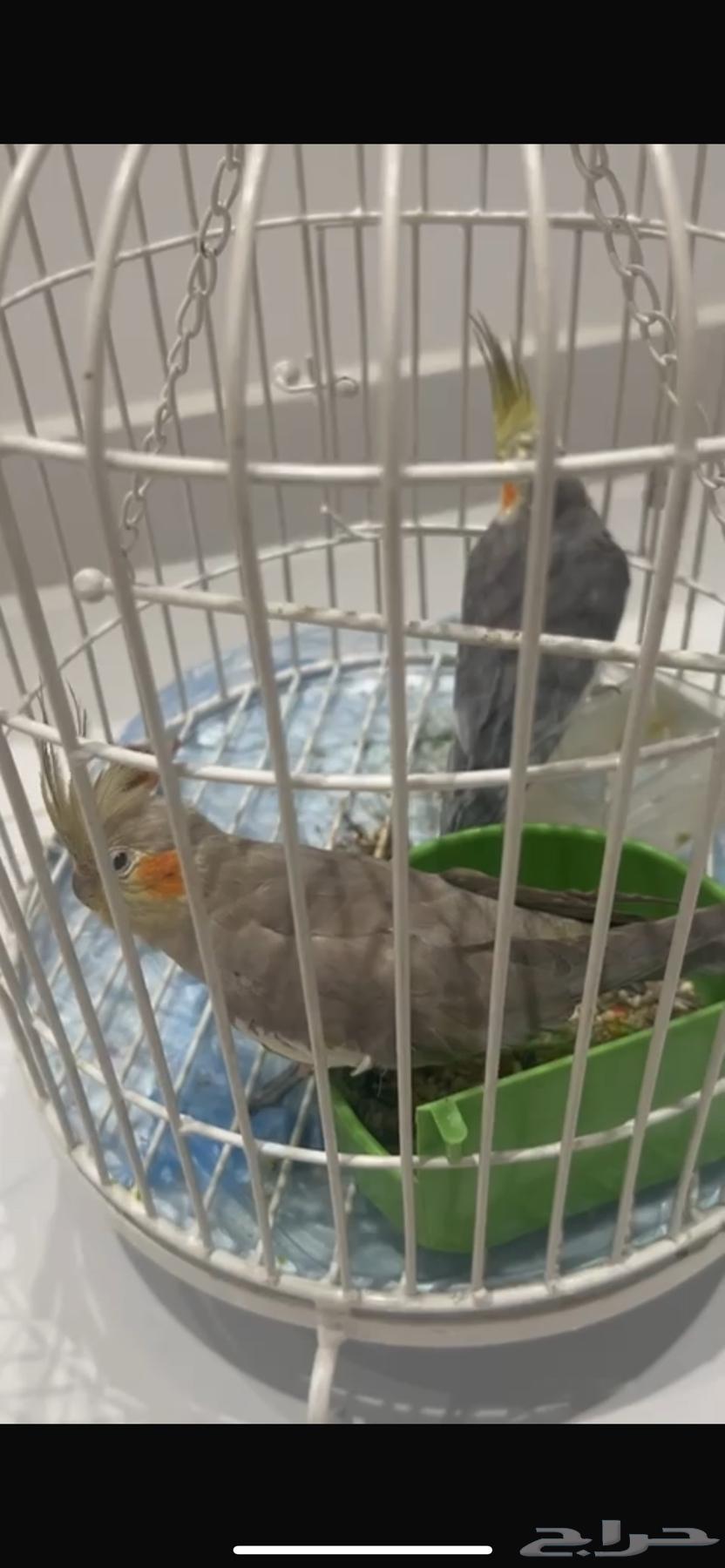 للبيع جوز كروان كوكتيل في جدة64592805519233110