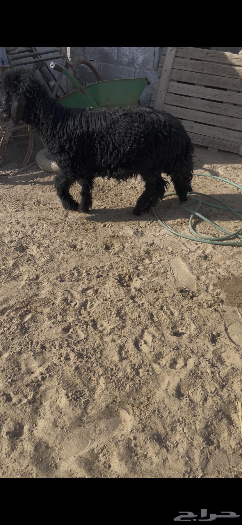 Trunk64590594323203112