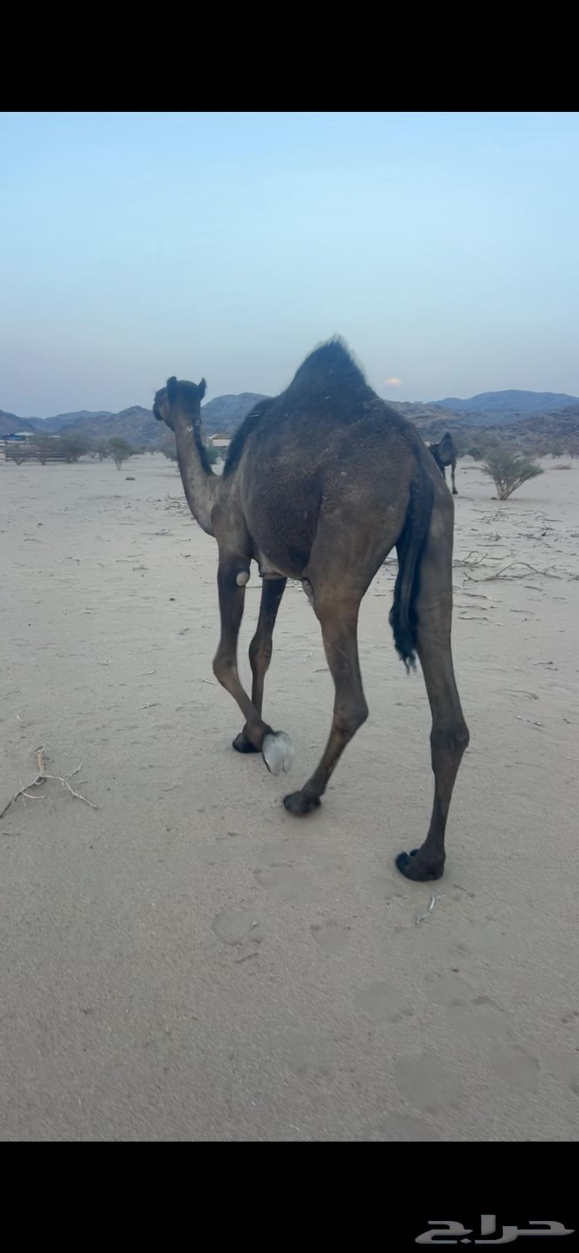 مفروده للبيع64592177697922113