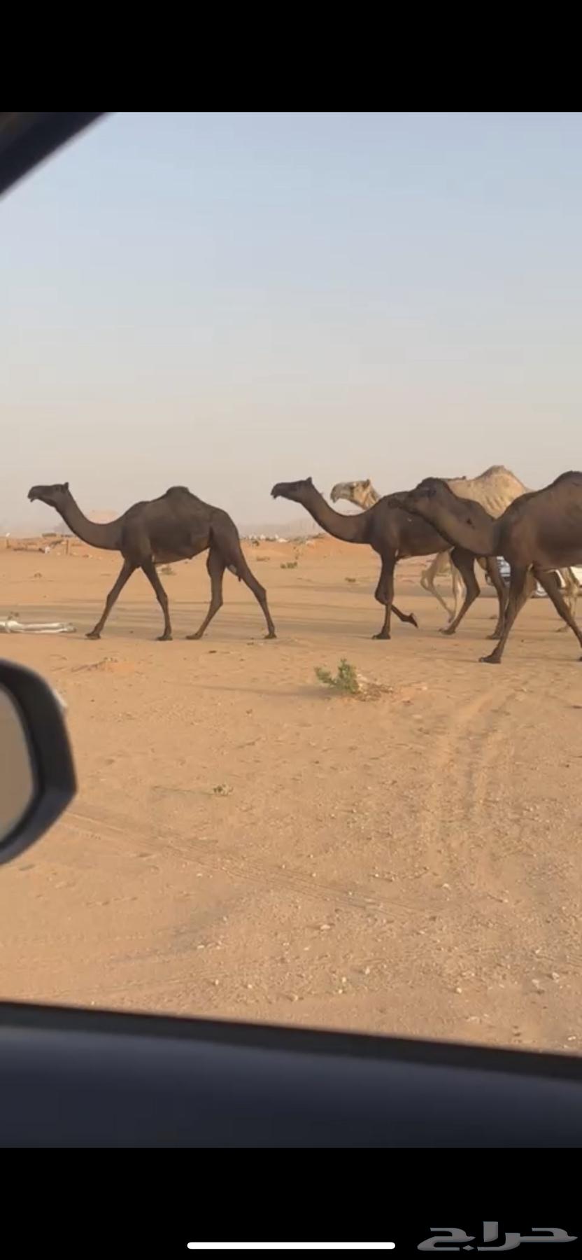 ابل مجاهيم64593546519043110