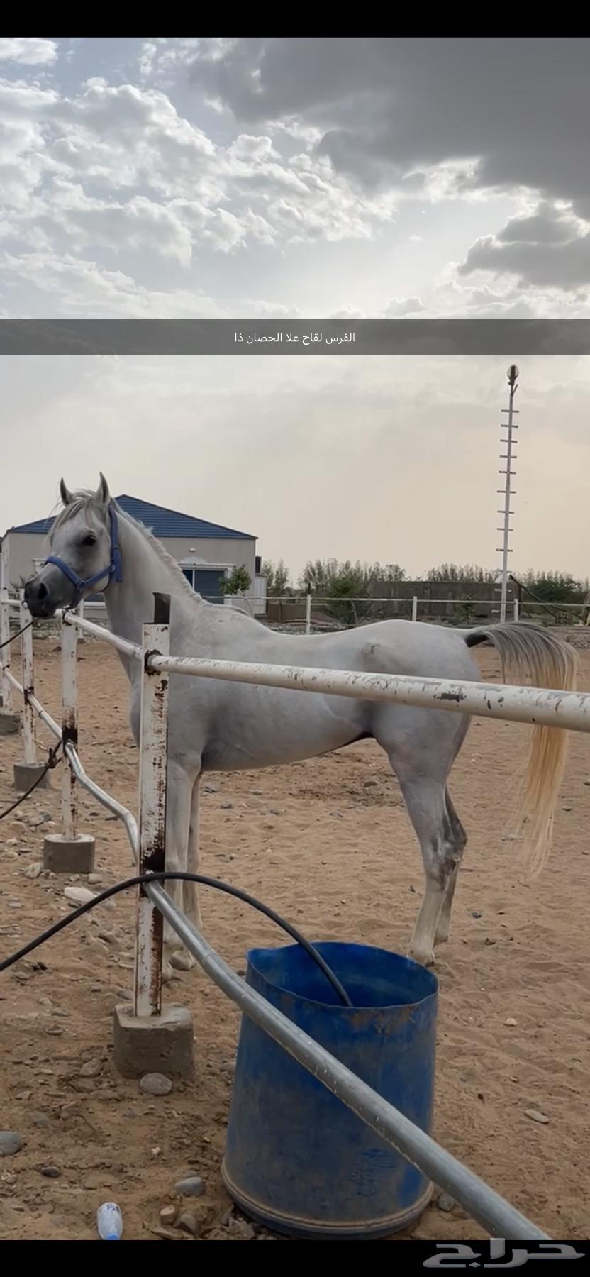 فرس شعبيه للبيع لقاح ثقيل64592829933698114
