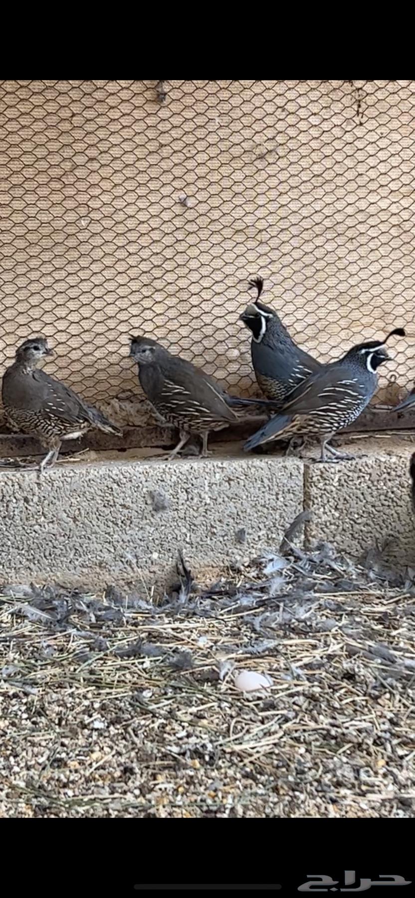 للبيع كاليفورنيا64596452650369110