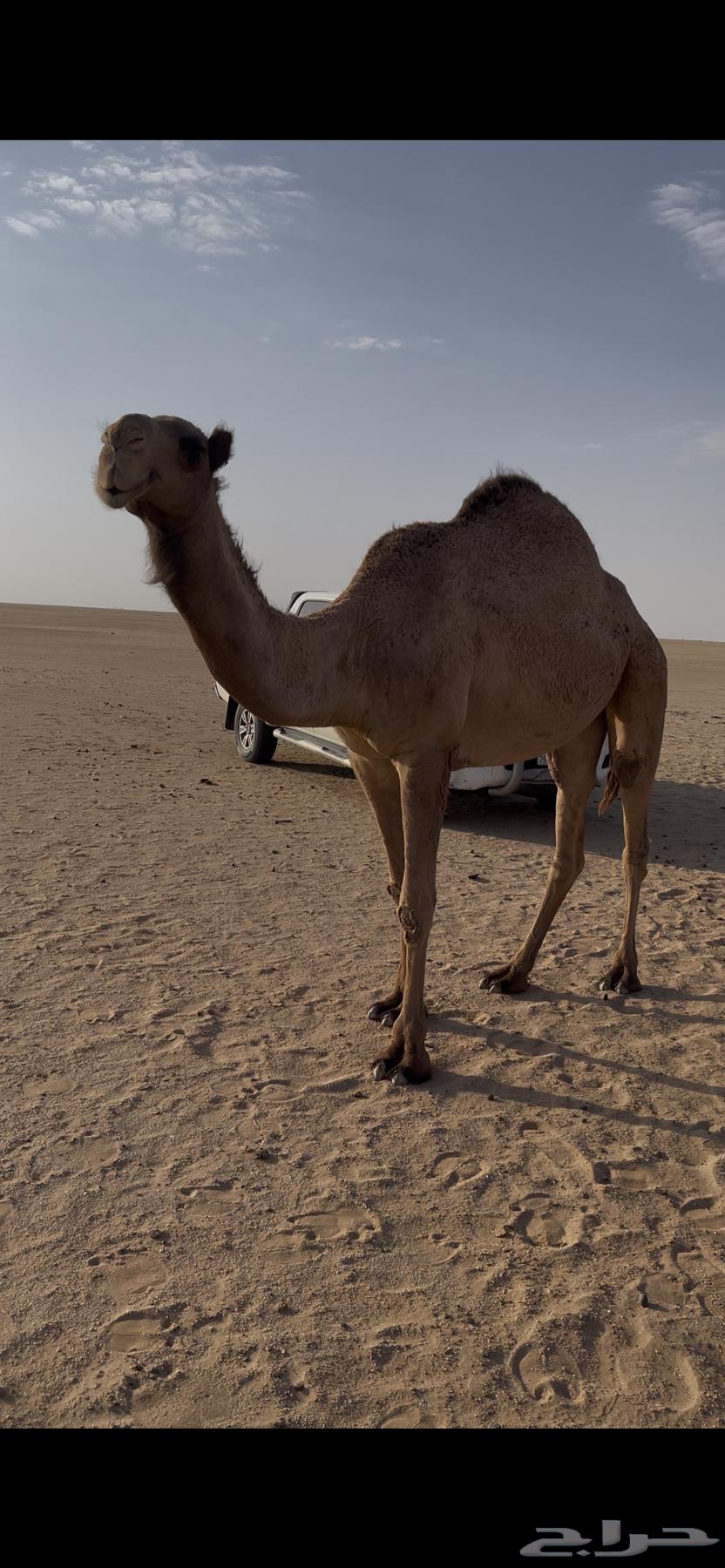 رباع للبيع نقبل البدل64592201842178110