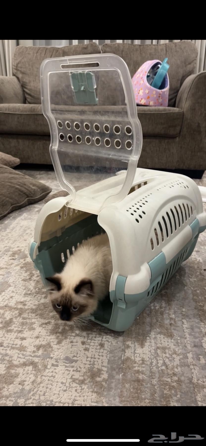 قط للبيع64593753641474110