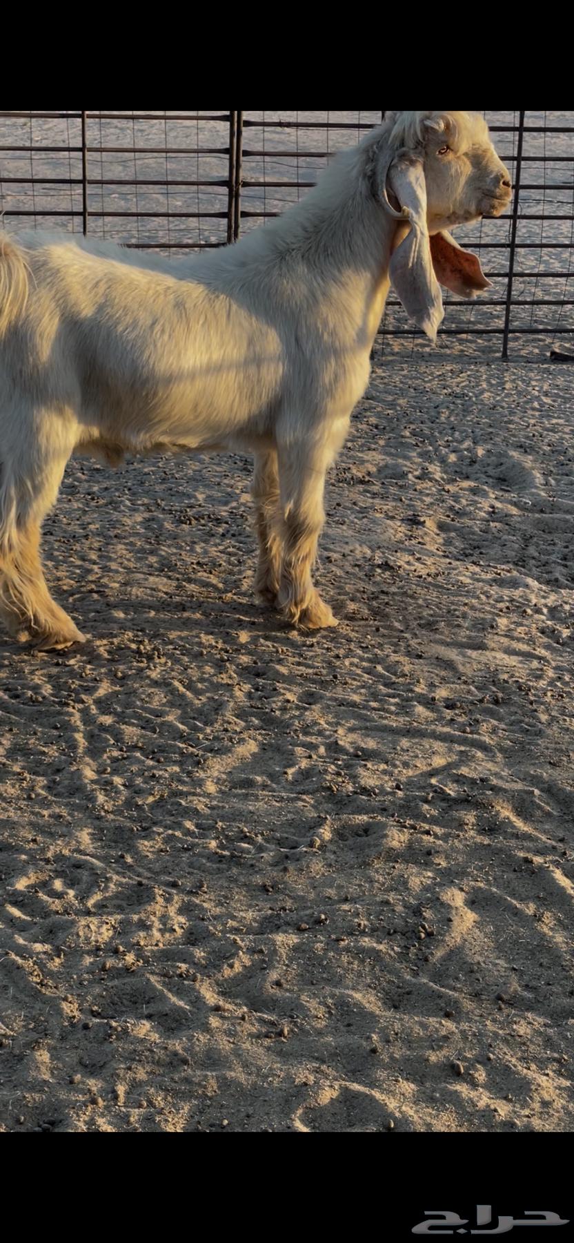 للييع فحل تيس عارض اصفر السن ثني ومنتج الفحل ويوجد فيديوات64594886915713110