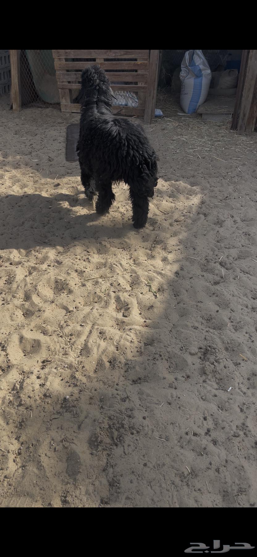 Trunk64590594323203113