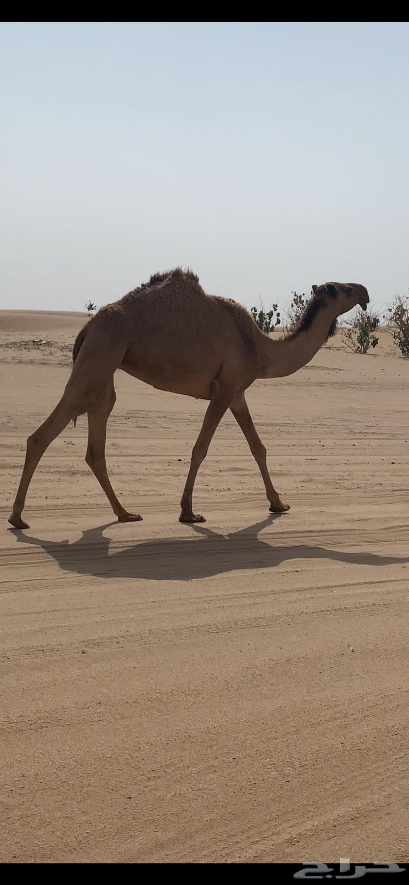 رباع للبيع نقبل البدل64592201842178111