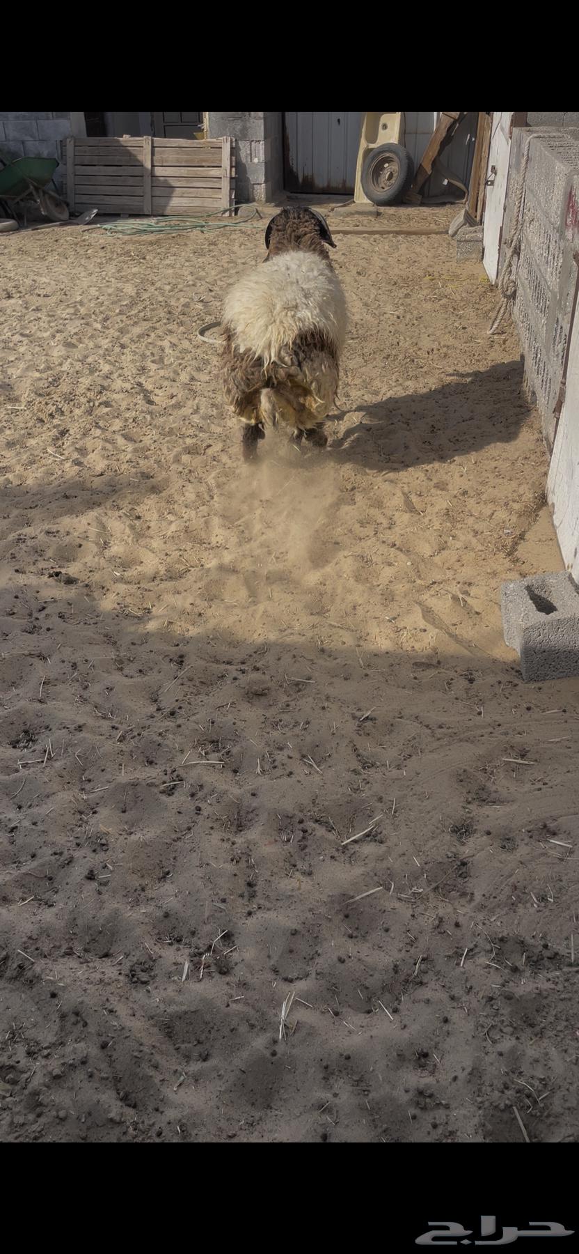 Trunk64590594323203110