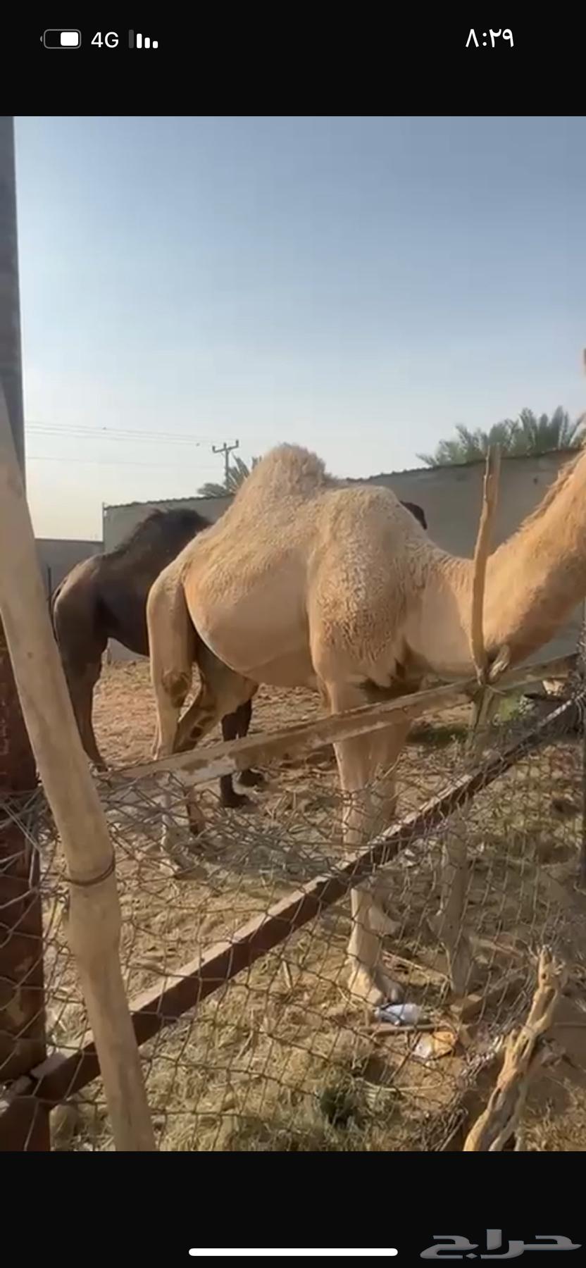 للبيع قعود حق سمين64595046837379113