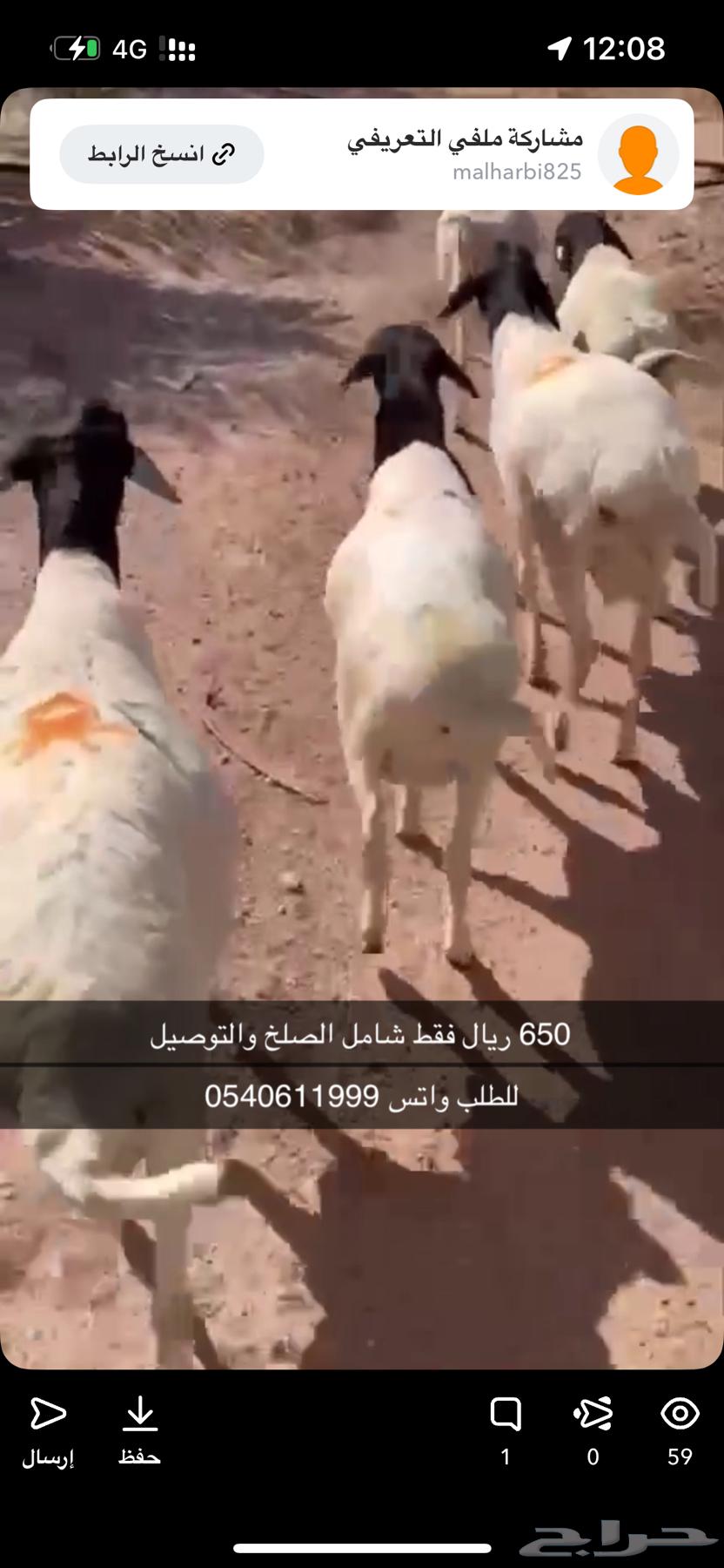 برابر جذعان64591371010689113