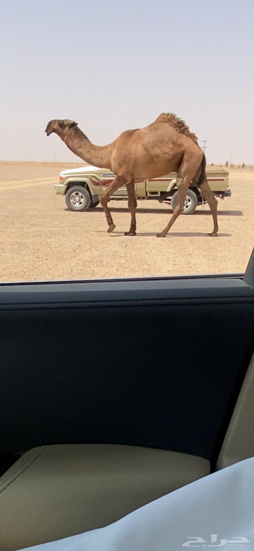 للبيع القعود64592177672449110