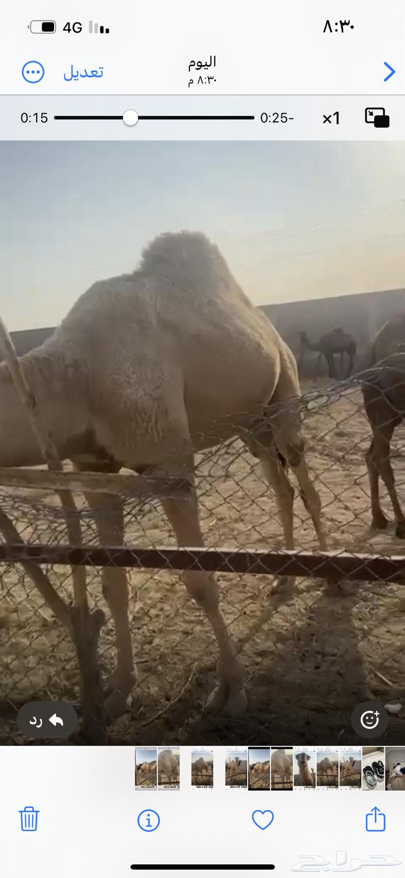 للبيع قعود حق سمين64595046837379111