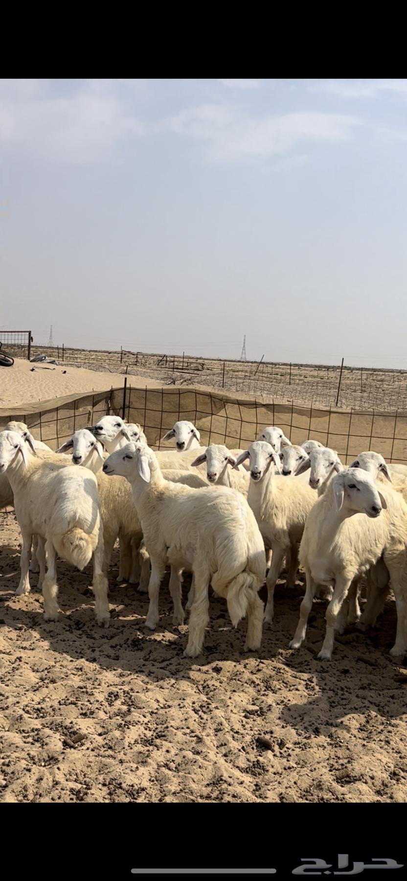 Talyan64595733951106111