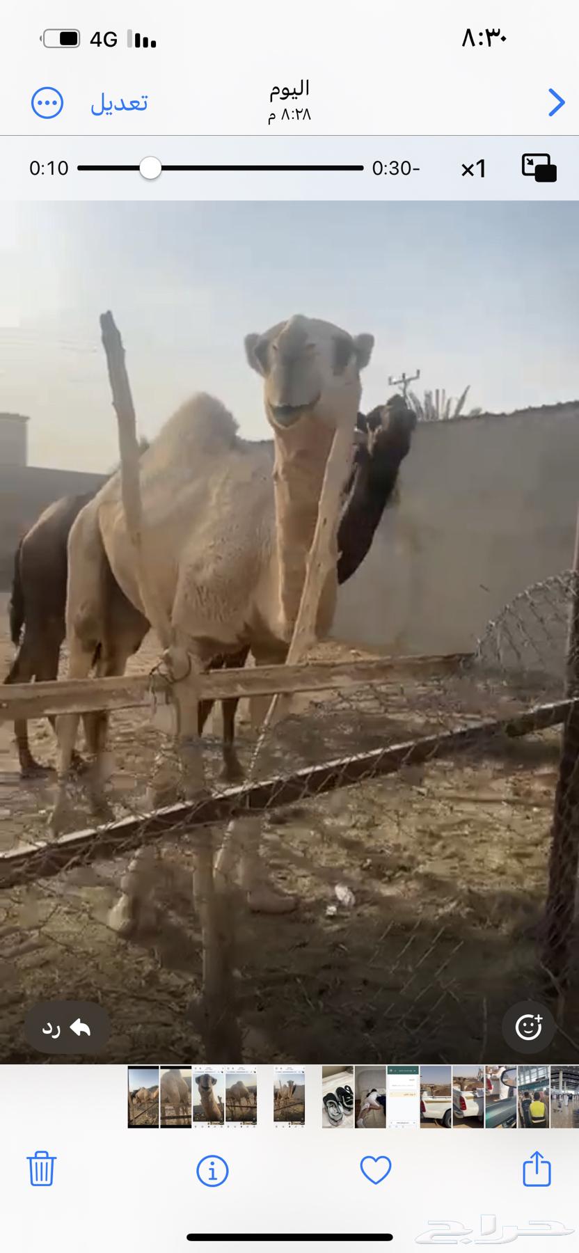 للبيع قعود حق سمين64595046837379110