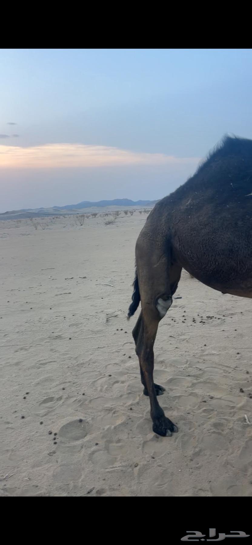 مفروده للبيع64592177697922112