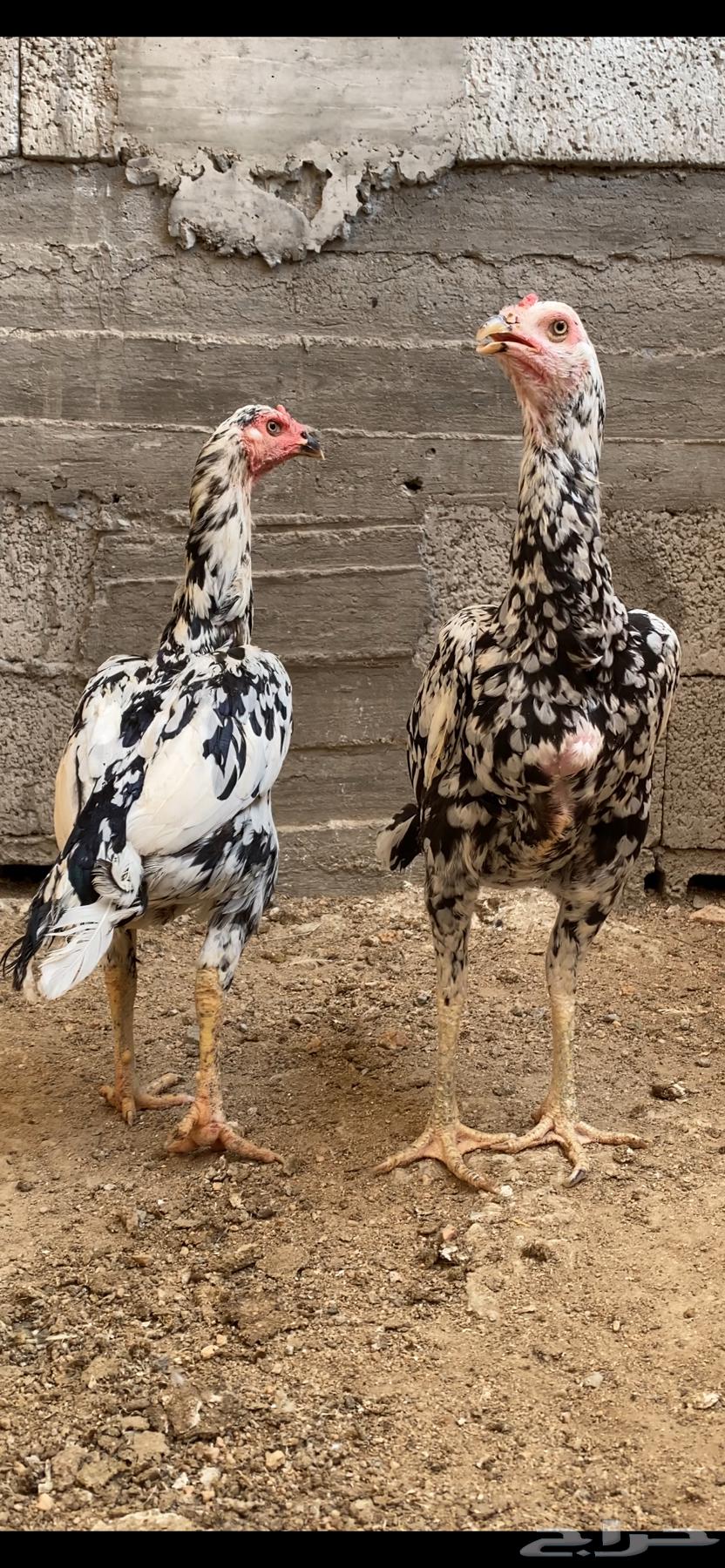 طقم سندي فاخر نسل غبشان ( تم البيع )64592420301187114