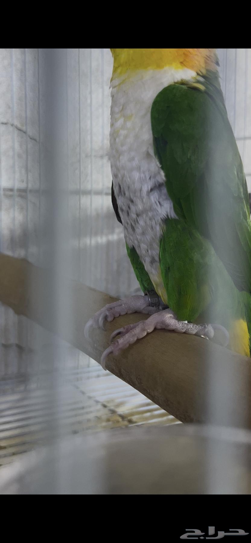 كايك قرين ثاي64590077604738113