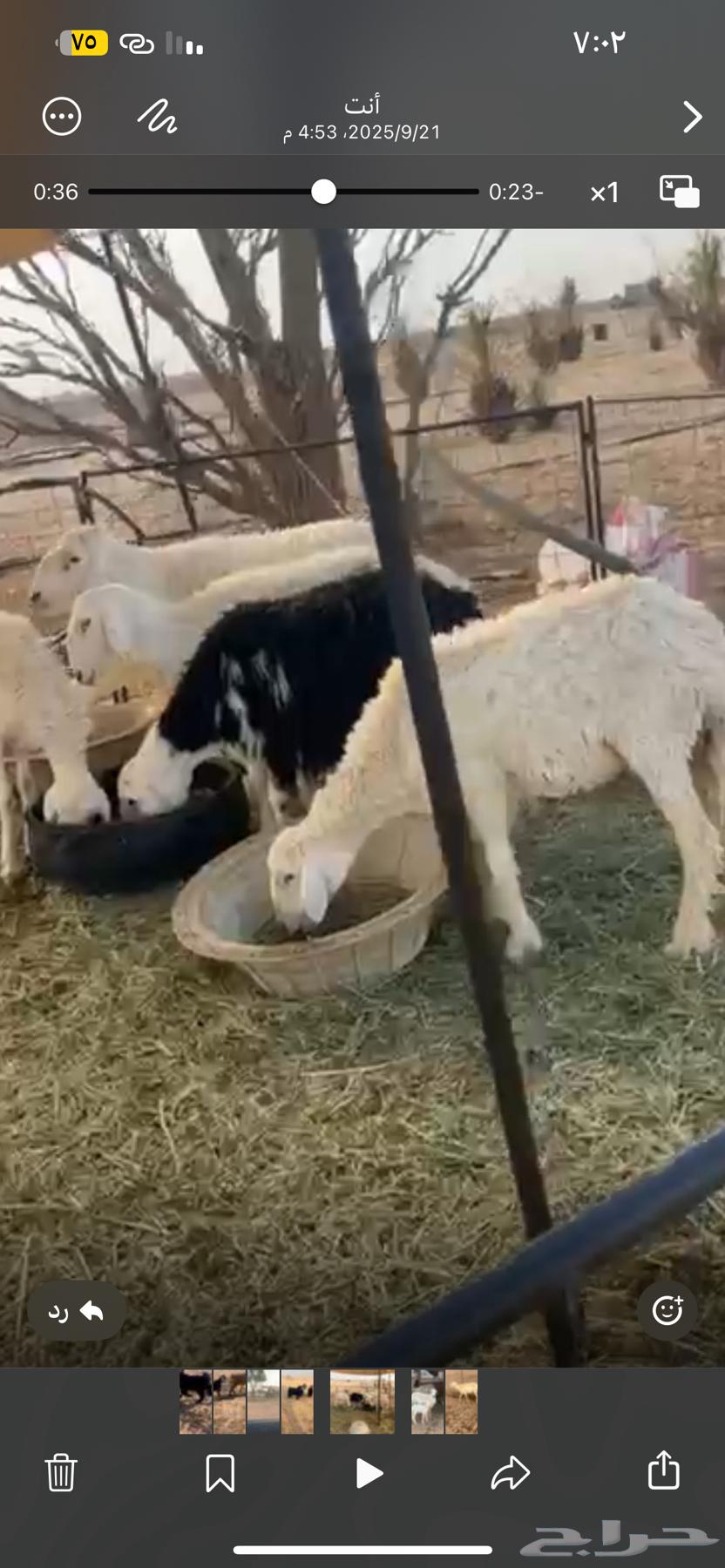 للبيع خلفه حريه تامه64592660986115110