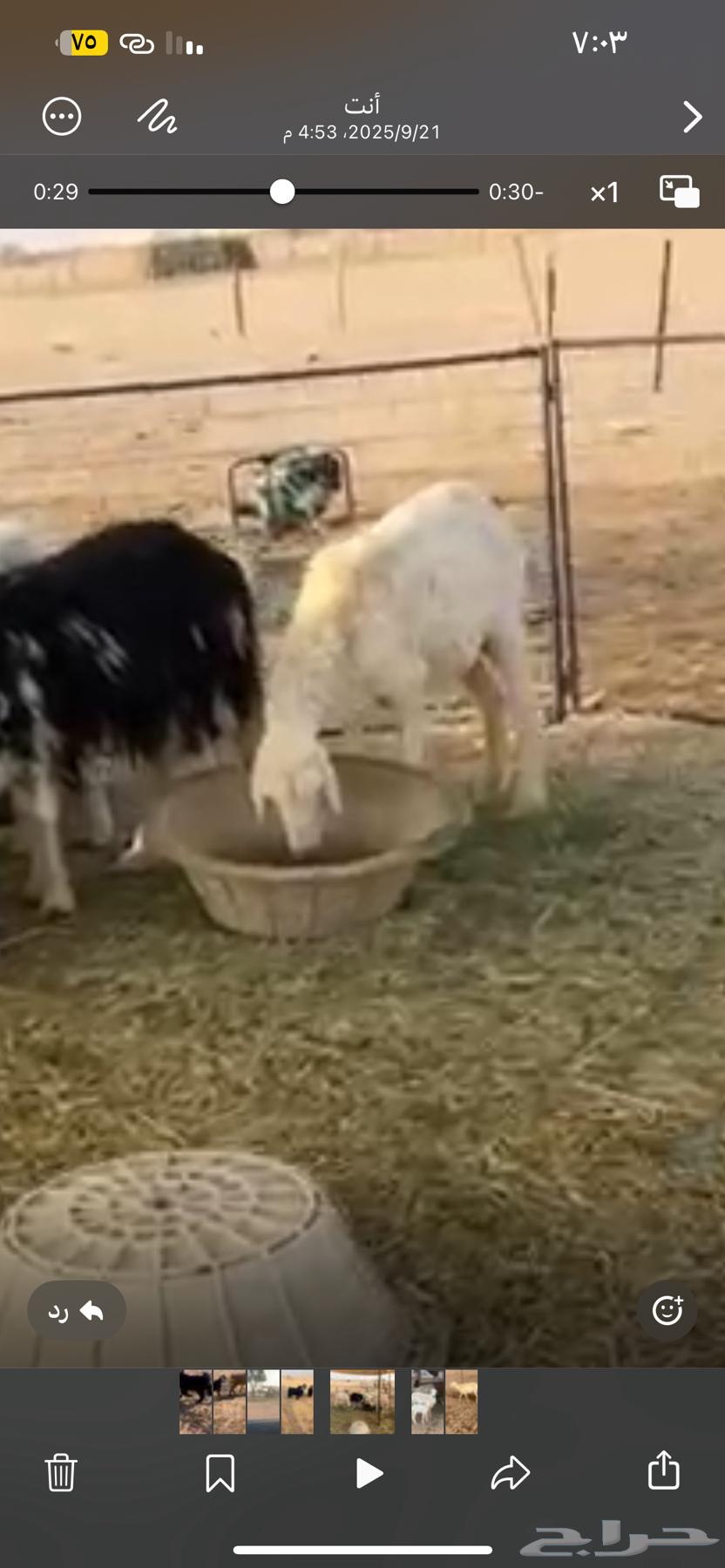 للبيع خلفه حريه تامه64592660986115111