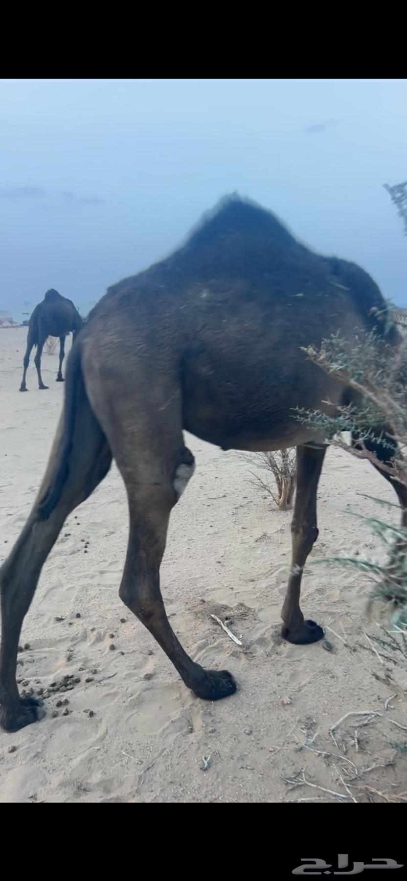 مفروده للبيع64592177697922111