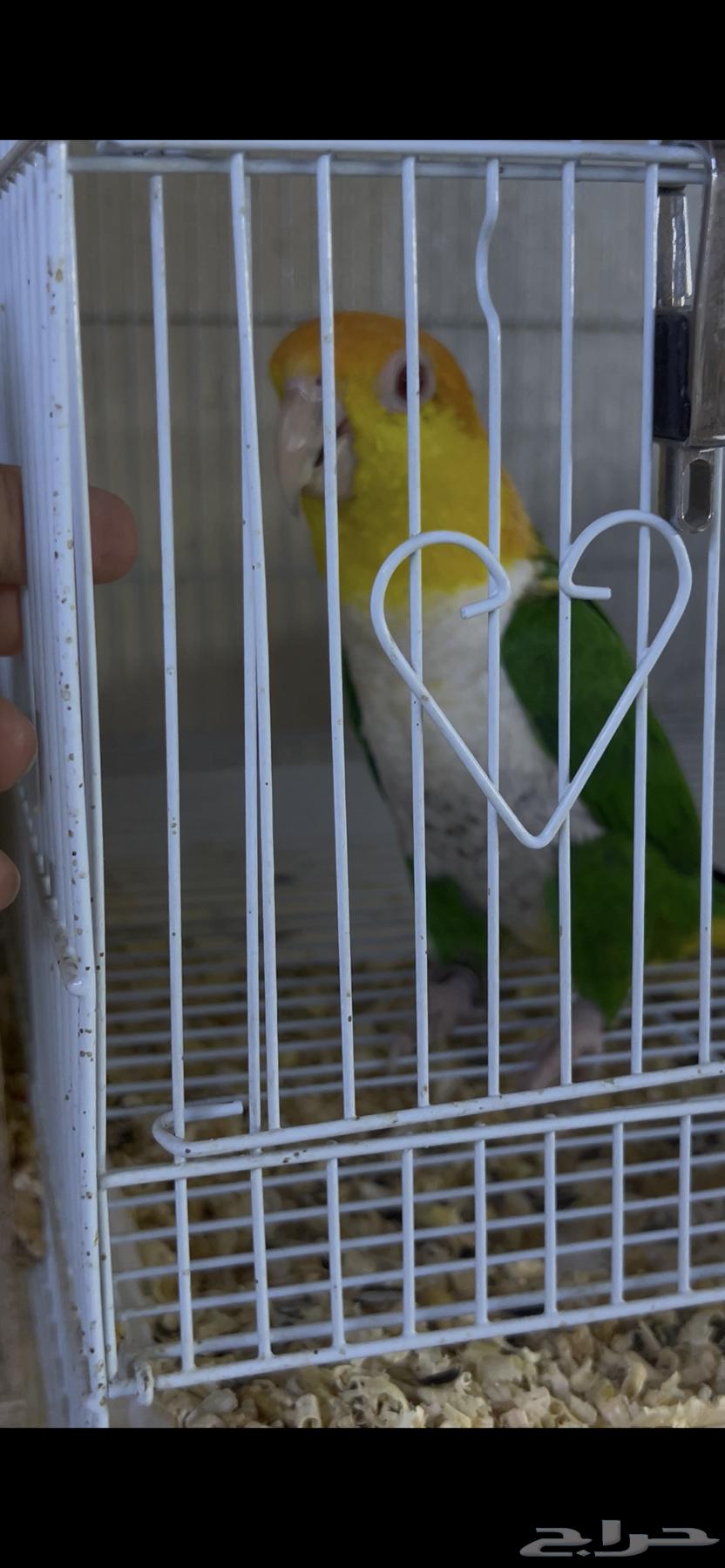 كايك قرين ثاي64590077604738111