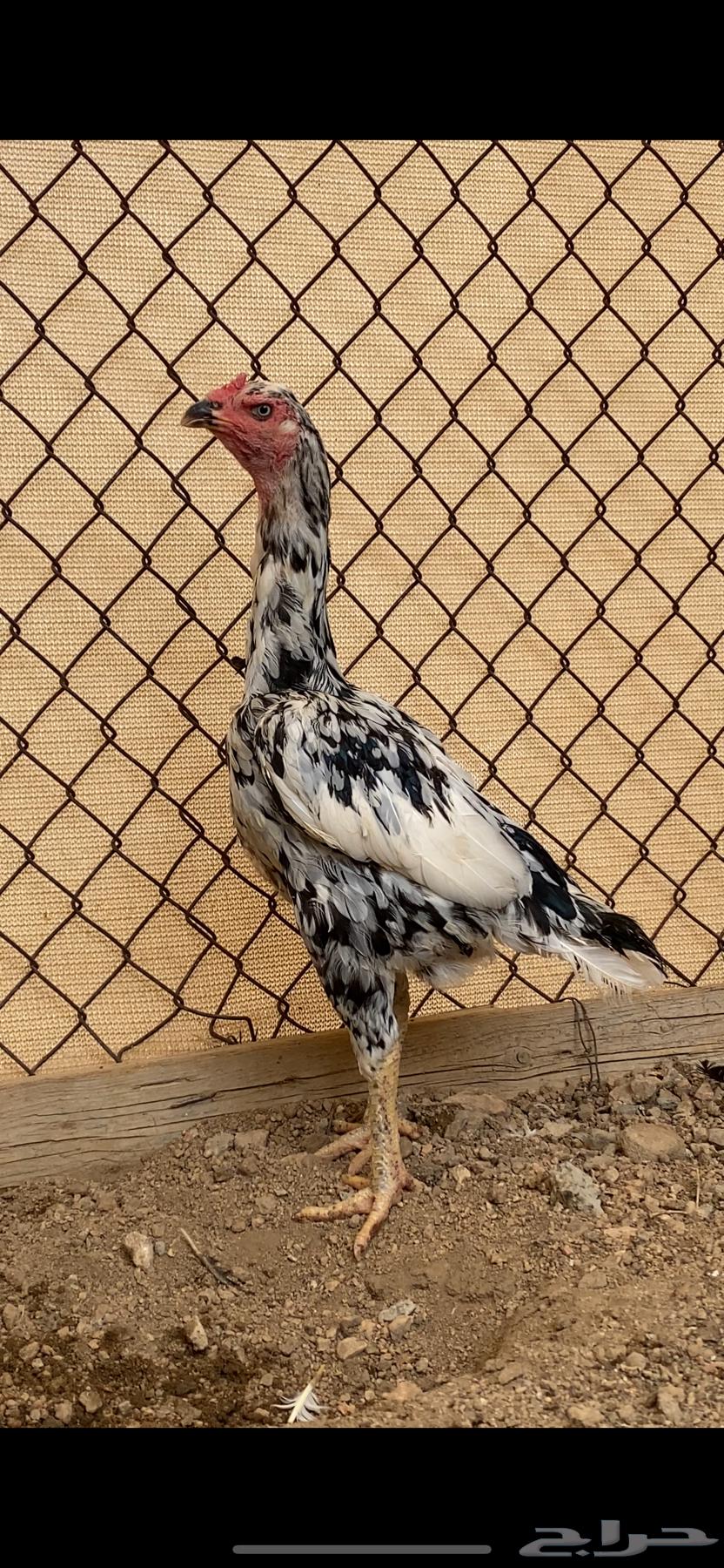 طقم سندي فاخر نسل غبشان ( تم البيع )64592420301187113