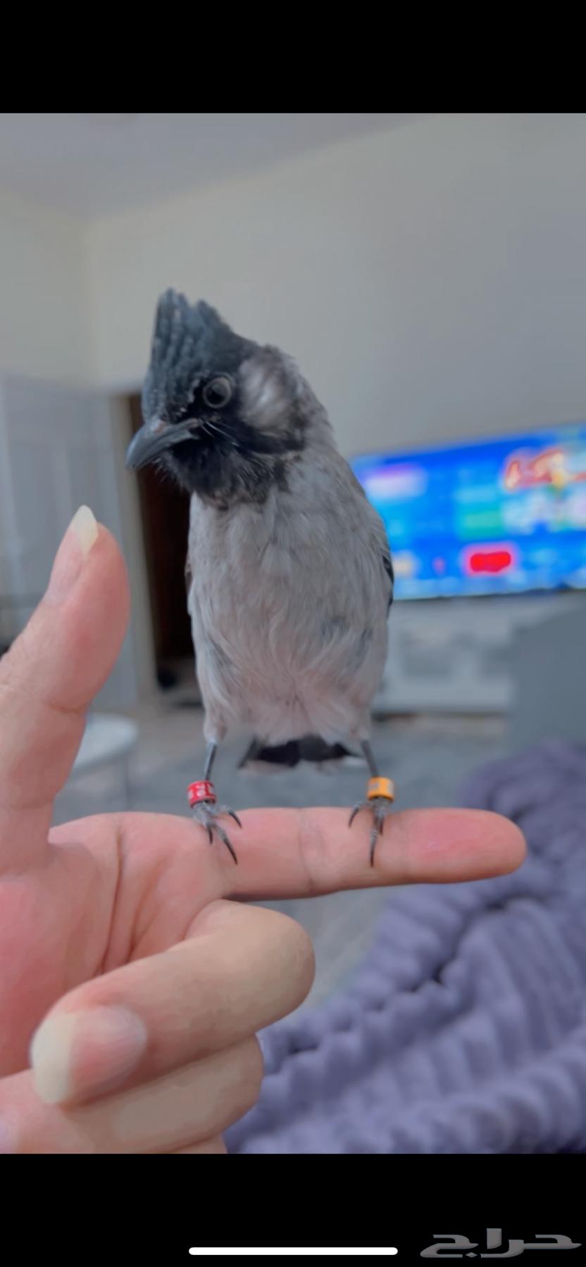 بلبل مكس ( تم البيع )64580744914689111