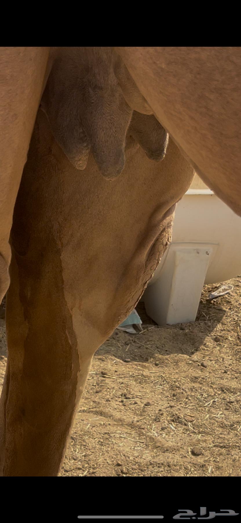 ناقه مصعد للبيع64591250274306110