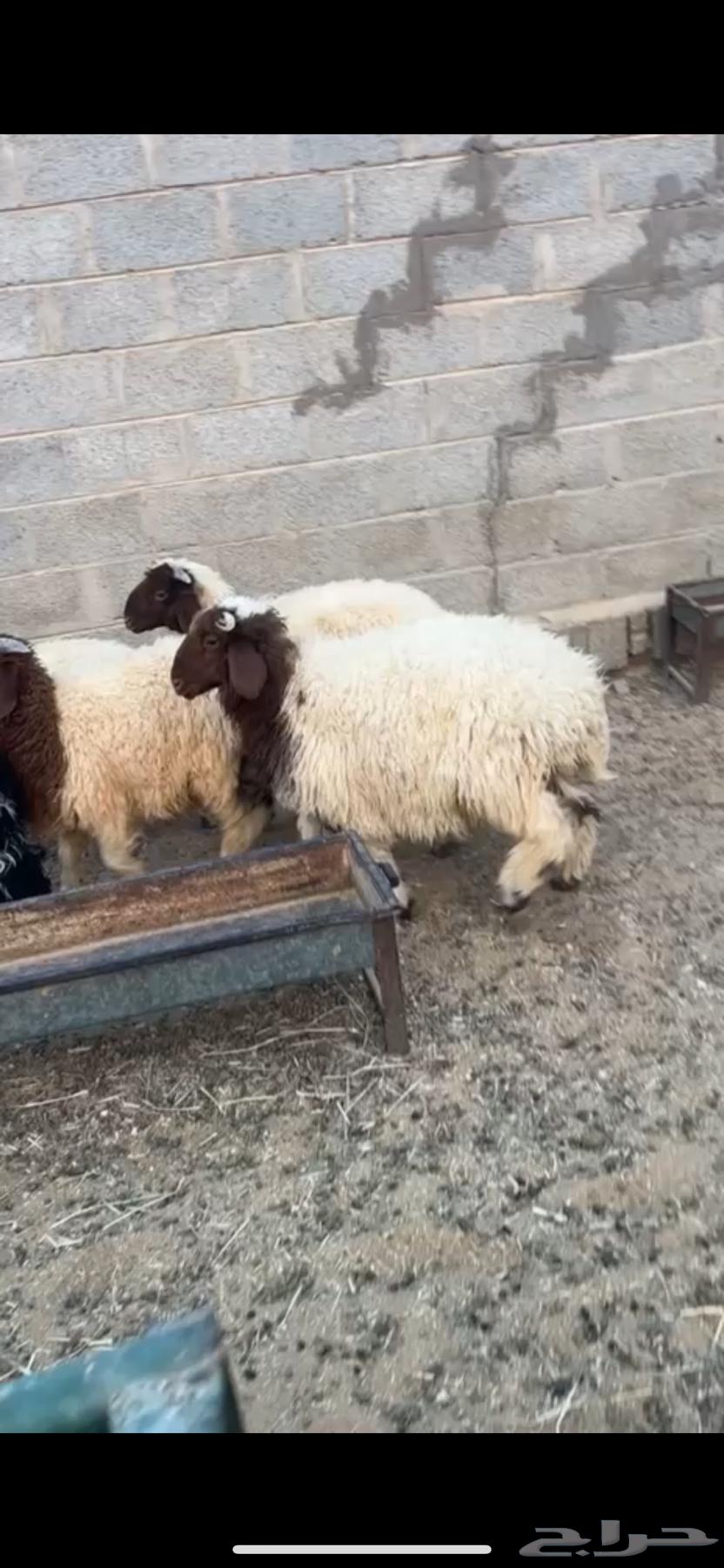 للبيع طليان نعييم64590959462531110