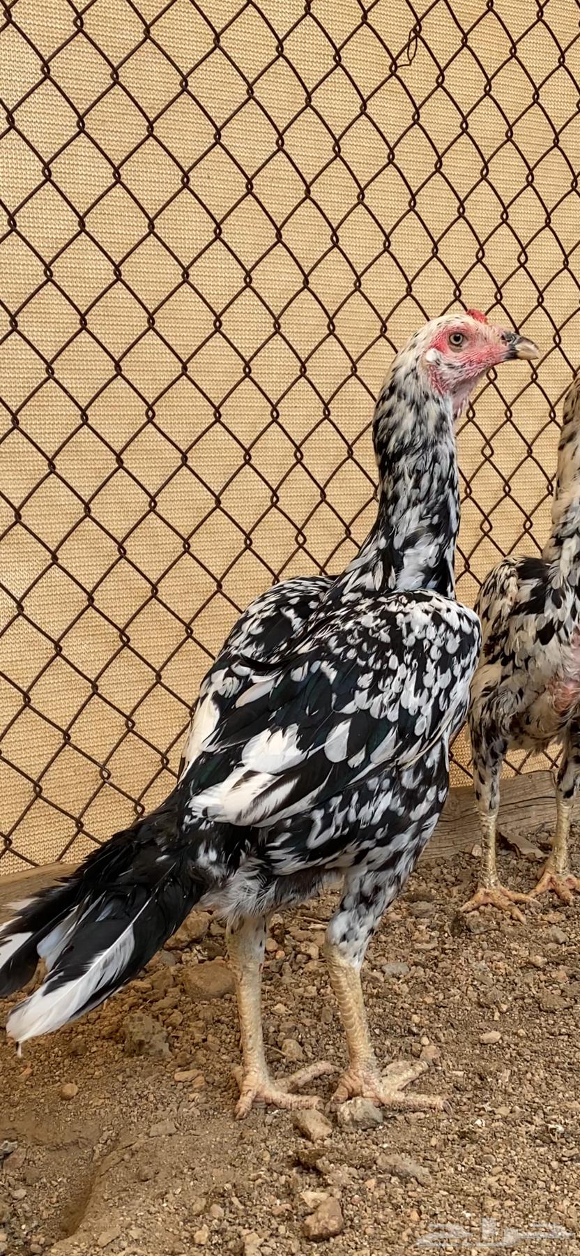 طقم سندي فاخر نسل غبشان ( تم البيع )64592420301187112