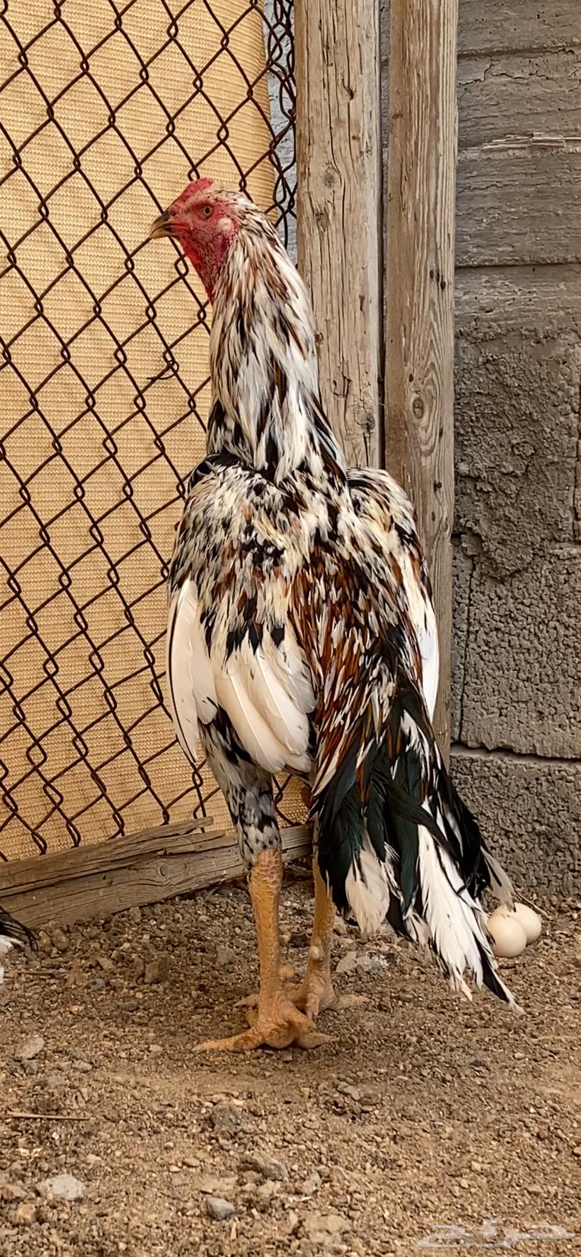 طقم سندي فاخر نسل غبشان ( تم البيع )64592420301187110