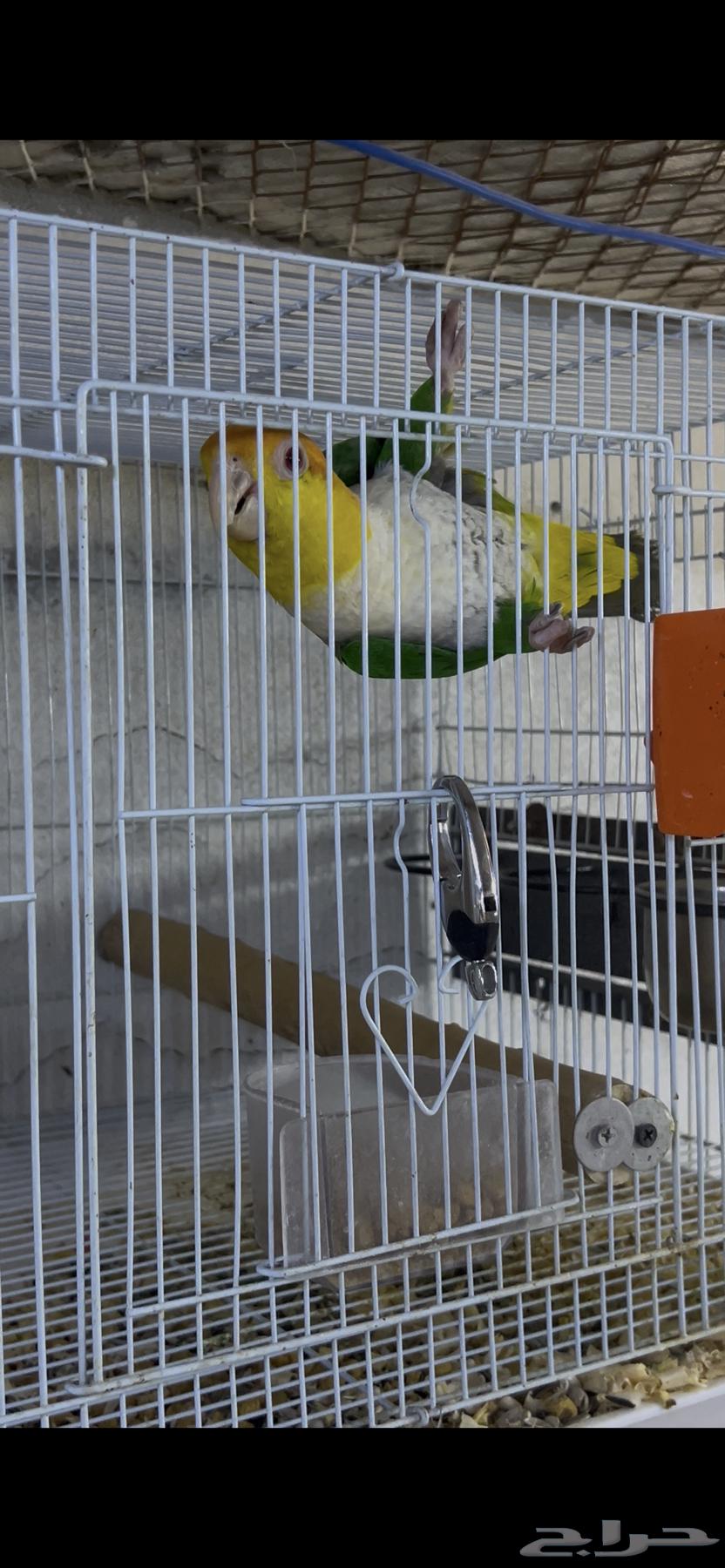 كايك قرين ثاي64590077604738114